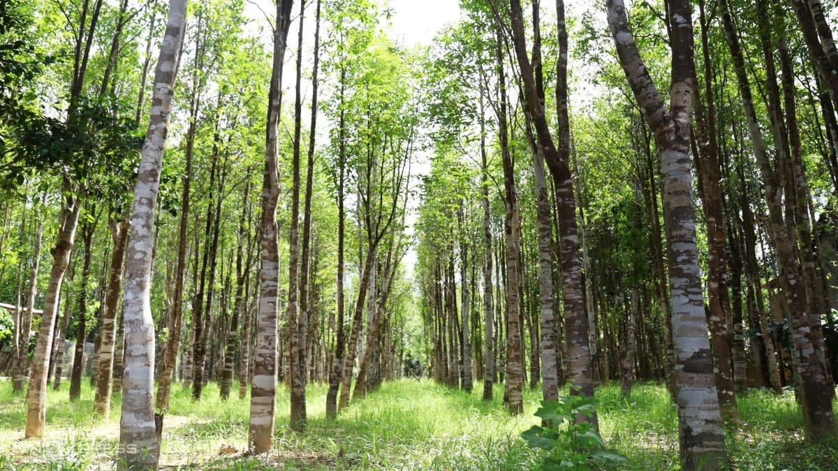 Hà Tĩnh mở đường đưa cây dó bầu thành ngành hàng giá trị cao