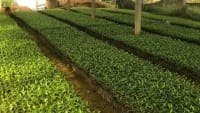Warning: Root rot and collar rot diseases in Aquilaria trees: Early detection and proper treatment to avoid major losses
