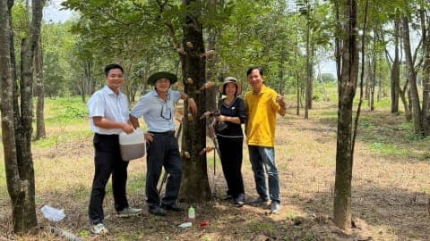 越南沉香协会会长实地验证30年生白木香树微生物结香