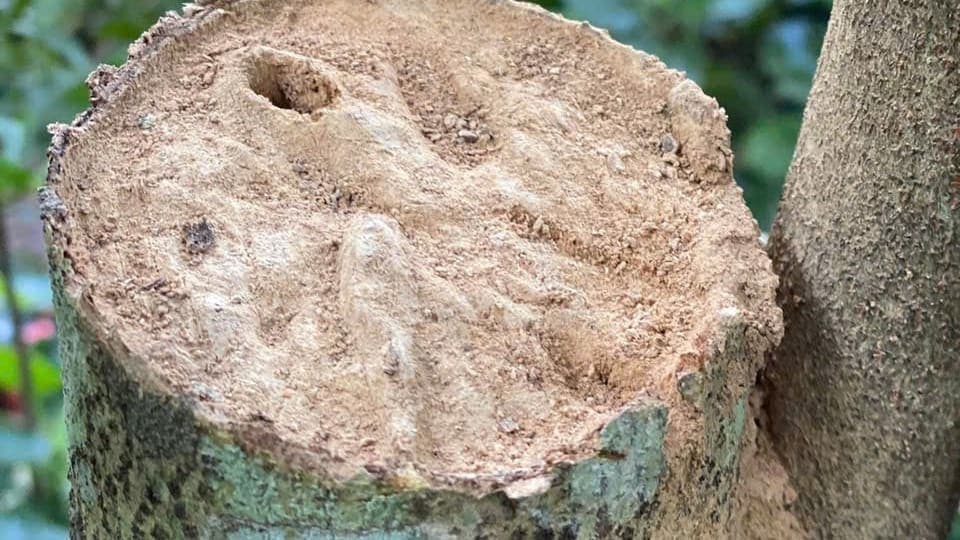 Giải pháp kỹ thuật tạo trầm mặt đe: hướng đi bền vững cho ngành trầm hương