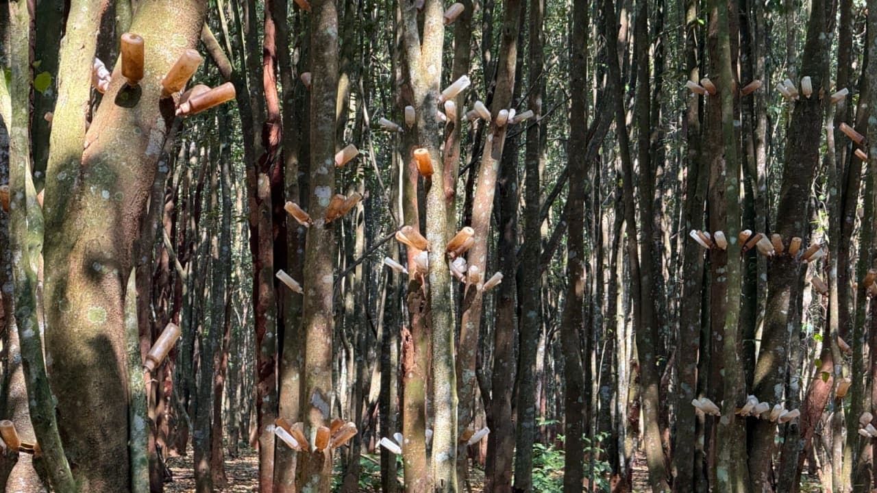 cơ chế tạo trầm hương Việt Nam