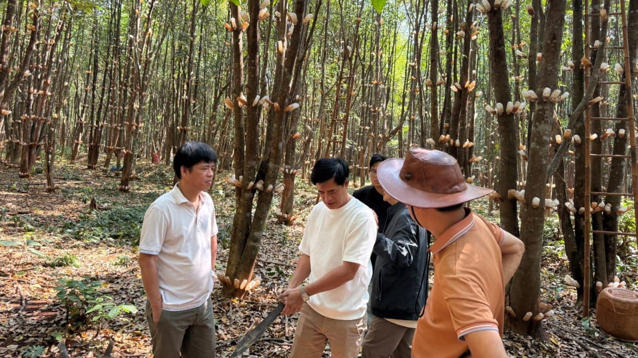 Liên kết “4 nhà” kiến tạo ngành công nghiệp trầm hương Việt Nam: Từ tài nguyên bản địa đến chuỗi giá trị tỷ đô xanh