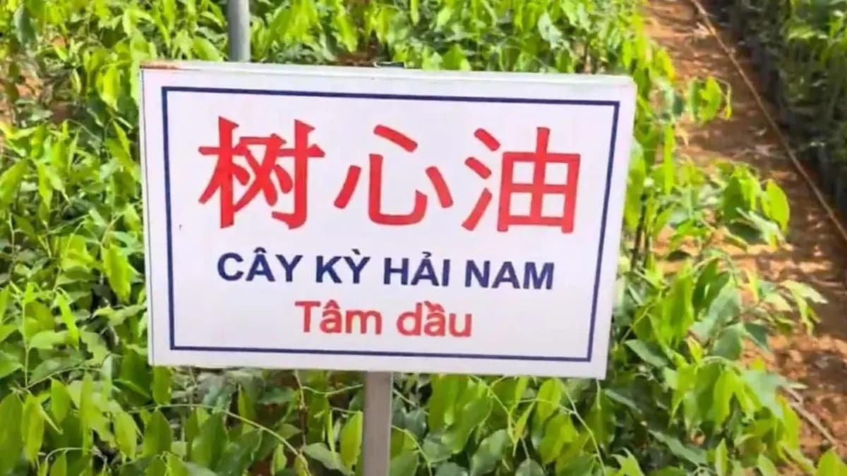 Cảnh báo cây giống nhập lậu gây hại