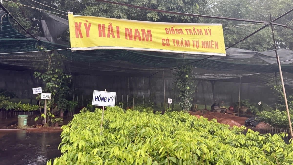 Phú Thọ xác minh thông tin “cơn sốt” cây Kỳ Hải Nam nhập lậu