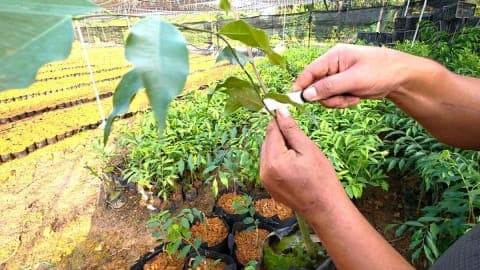 Kỹ thuật trồng trầm hương hiệu quả: Hướng dẫn dễ hiểu cho nông dân từ khâu giống đến chăm sóc