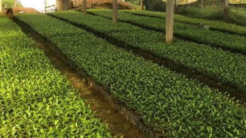 Cảnh báo bệnh thối gốc, thối rễ trên cây dó bầu: Nhận biết sớm và xử lý đúng cách để tránh thiệt hại lớn