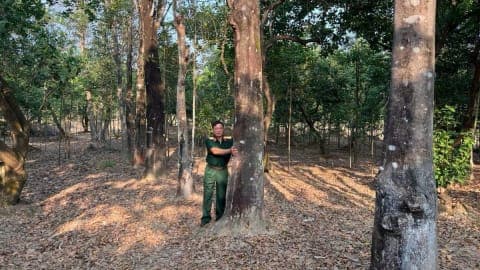 Cựu chiến binh đánh thức loài cây 'vương giả'