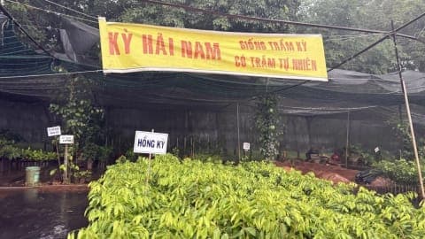 Phú Thọ xác minh thông tin “cơn sốt” cây Kỳ Hải Nam nhập lậu
