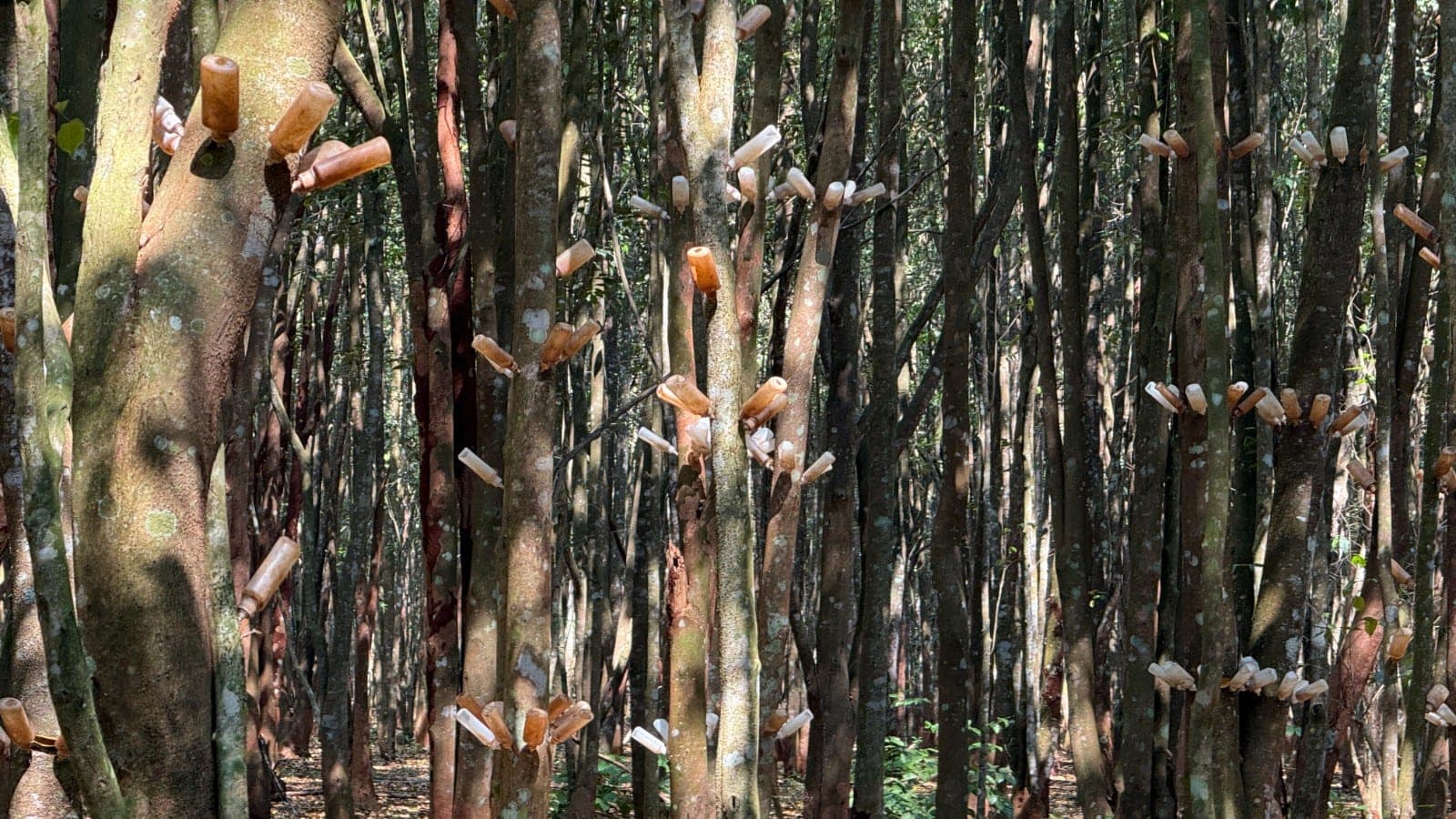 “Đánh thức” cơ chế tạo trầm của cây dó bầu: Hướng tiếp cận sinh học mở ra hiệu quả mới cho ngành trầm hương